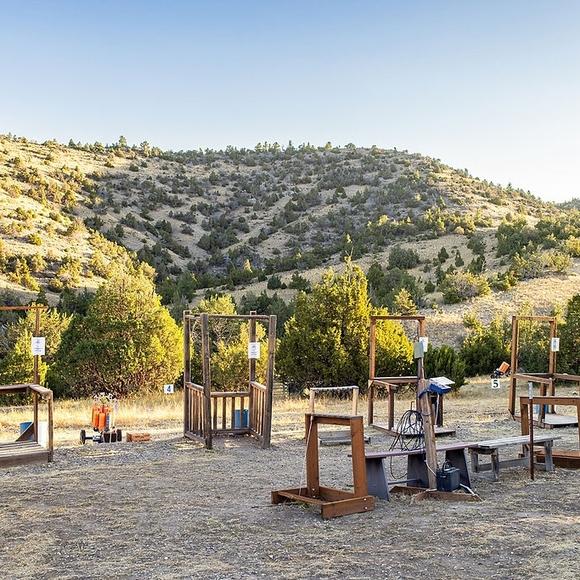 Five stands in the morning light